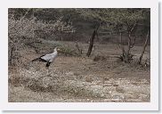 15SerengetiAMGameDrive - 27 * Secretary Bird.